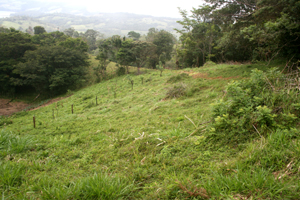 There is variety to the terrain, including wooded areas and a stream.